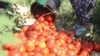 Tomato farmer in Chui 9 August 2018