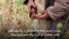 گل هایی که زهر می چینند