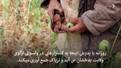 گل هایی که زهر می چینند