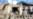 Iraqi City In Lockdown As Police Hunt Bombers