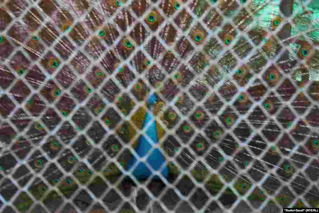 Товус дар Боғи ҳайвонот.