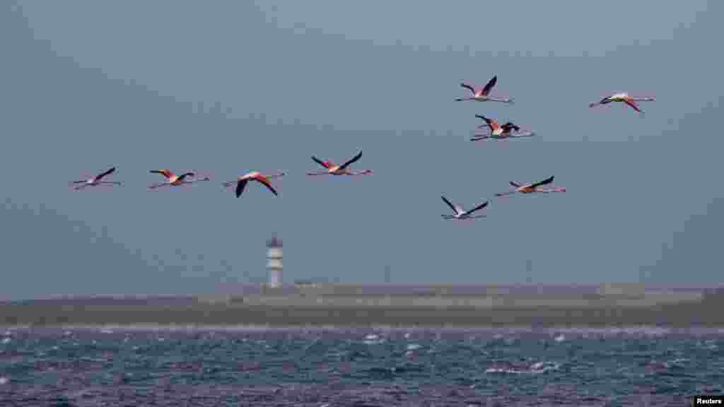 Экзотические птицы не впервые прилетают в Крым: на этот раз они осели у берегов Межводного