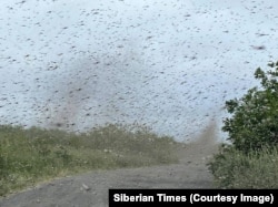 O fotografie realizată dintr-o mașină care arăta o „tornadă” cu mii de țânțari, în satul Ust-Kamchatsk pe 17 iulie.