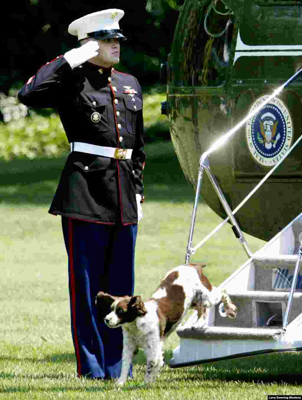 24 червня 2003 року.&nbsp;Спот, песик 43-го президента США Джорджа Буша-молодшого, спускається трапом гелікоптера Marine One на галявину Білого дому під салютування морського піхотинця. Джордж Буш-молодший повернувся з Кемп-Девіда, де зустрічався з президентом Пакистану Первезом Мушаррафом, щоб обговорити військові питання та безпеку