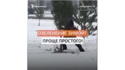 Срубленные деревья вкопали в снег к Универсиаде
