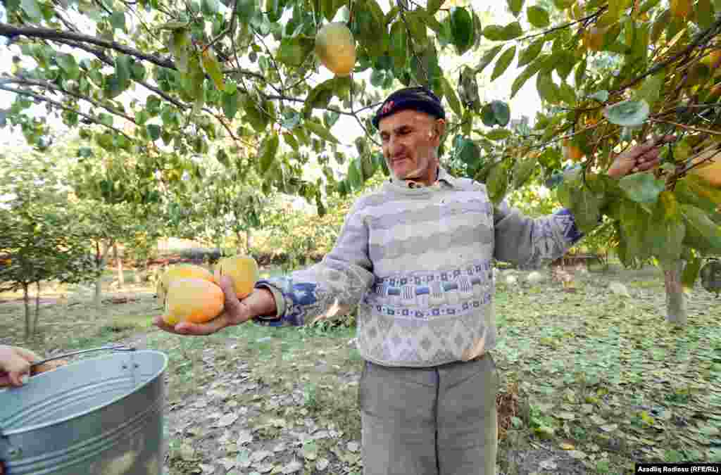 Bu il havalar daha tez soyuduğundan meyvələri də tez yığmalı olublar.