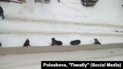 Медведи на улицах Иркутска
