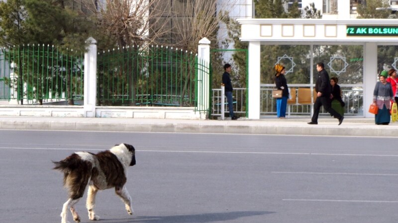 Türkmenistanda itleri goramak hakynda täze kanun kabul edildi. Aktiwistler ony 'gözboýagçylyk' häsiýetlendirýär