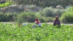 'Pagtadan alnan girdeji geçen ýylkysyndan iki esse az boldy'