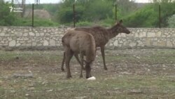 Alimpashanın maralları, qazları, balıqları və Səbəti