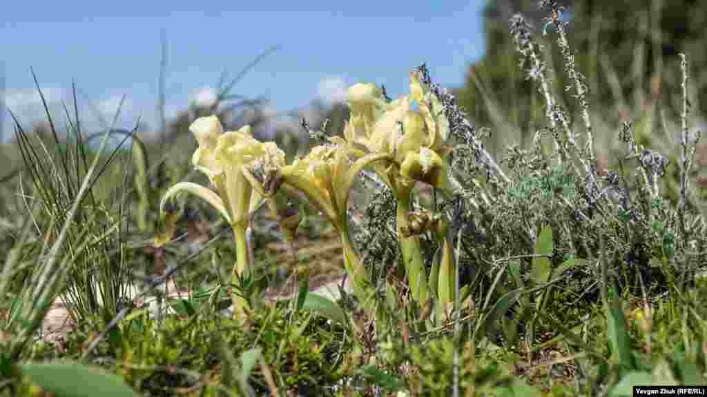 Нежно желтые цветки ириса карликового, также называемого касатиком карликовым