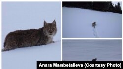 Сүлөөсүндү кое берүү учуру.