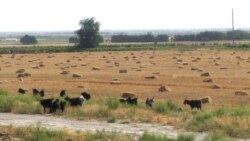 Türkmenistan: Çäklendirmeler sebäpli et söwdasyny edýänleriň işi kynlaşýar