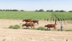 Diňle: Balkanda sygyrlar 'näbelli' keselden ölýär, et gytalýar