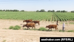 Diňle: Balkanda sygyrlar 'näbelli' keselden ölýär, et gytalýar