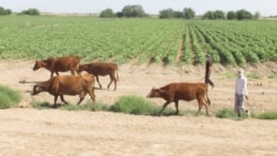 Diňle: Iri şahly mallaryň haram ölmegi bilen bagly ýagdaýlar Lebapda hem köpeldi
