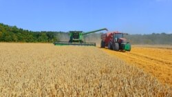 Крым накормит Сирию пшеницей? 