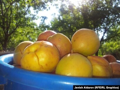 Колготкидегі жас қыздар және сперматозоидтар