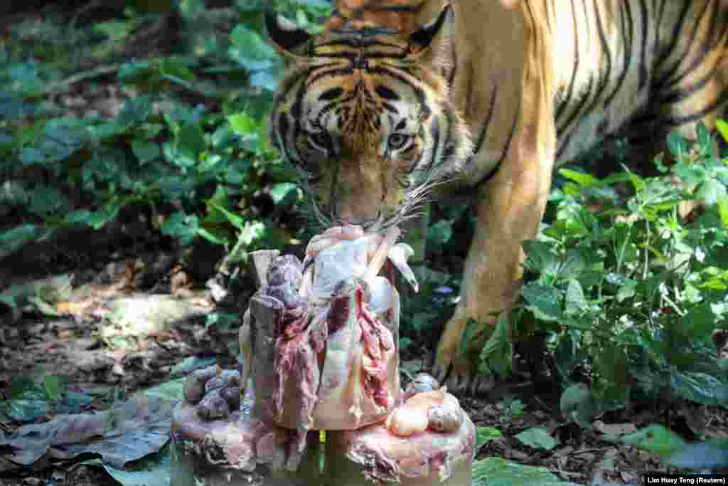 Hústortával ünnepelte második születésnapját Wira, a Kuala Lumpur-i állatkert maláj tigrise.