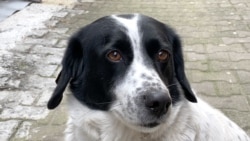 Sausage, The Crossing-Guard Dog Of Batumi