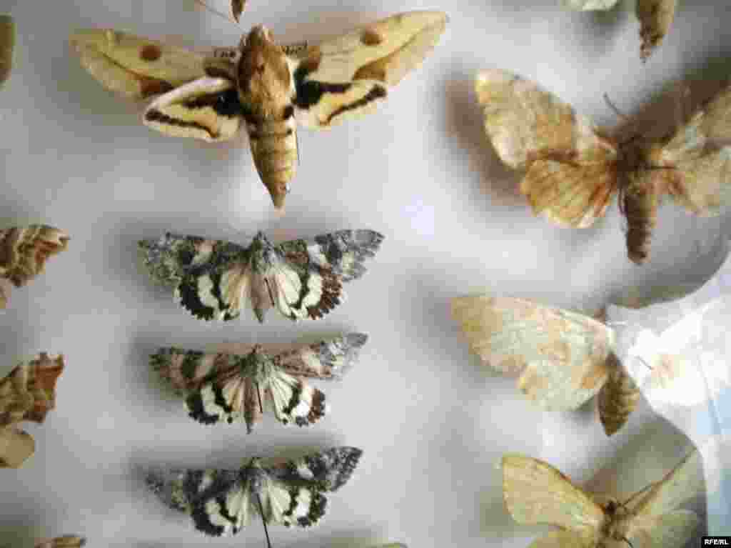 Рангҳои Помир #22