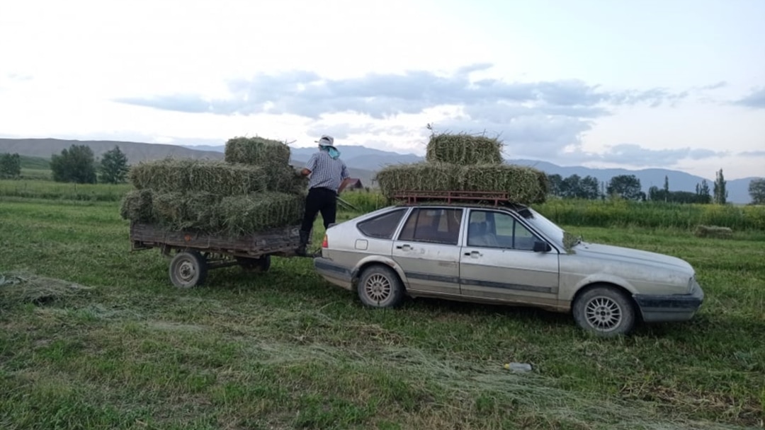 Желідегі суретші порно