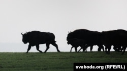 Зубры. Ілюстрацыйнае фота