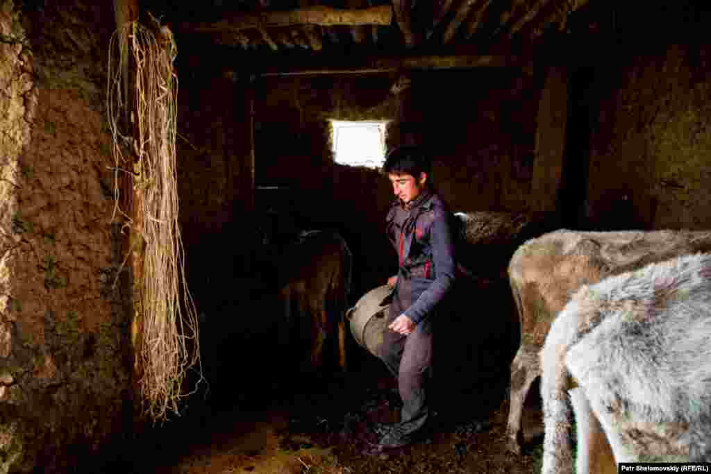 Zarina&#39;s brother feeds cattle in the barn outside the family home.