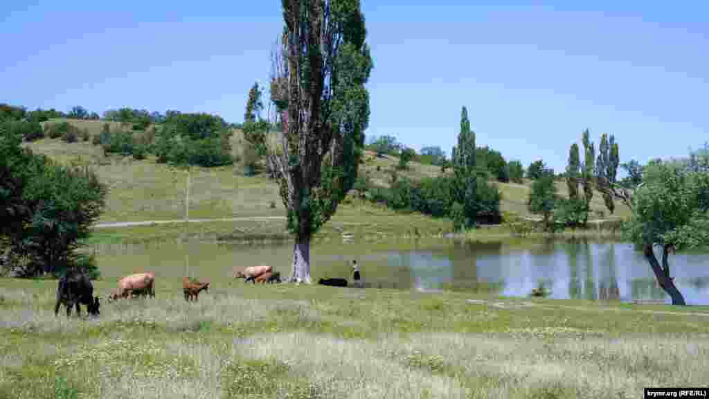 Ливневая вода с отрогов Ай-Петри существенно пополнила это озеро в западной части Соколиного