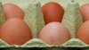 KE: Për vezët e helmuara Belgjika informoi pas një muaji 