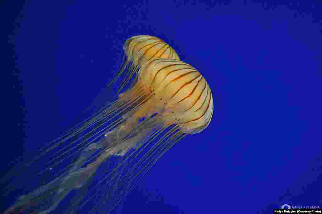 After getting certified in Thailand, &quot;a friend once let me use her underwater compact point-and-shoot camera, and I loved it so much that I decided to invest into some serious gear.&quot; (pictured: sea nettles)