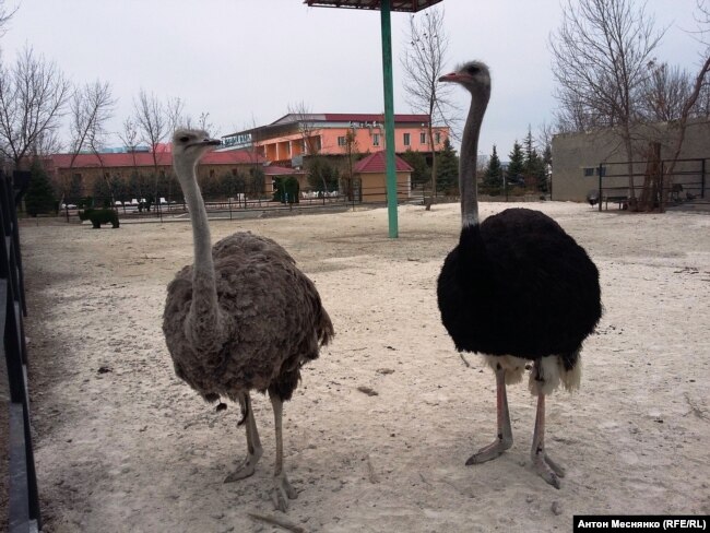 Страусы в парке "Тайган"