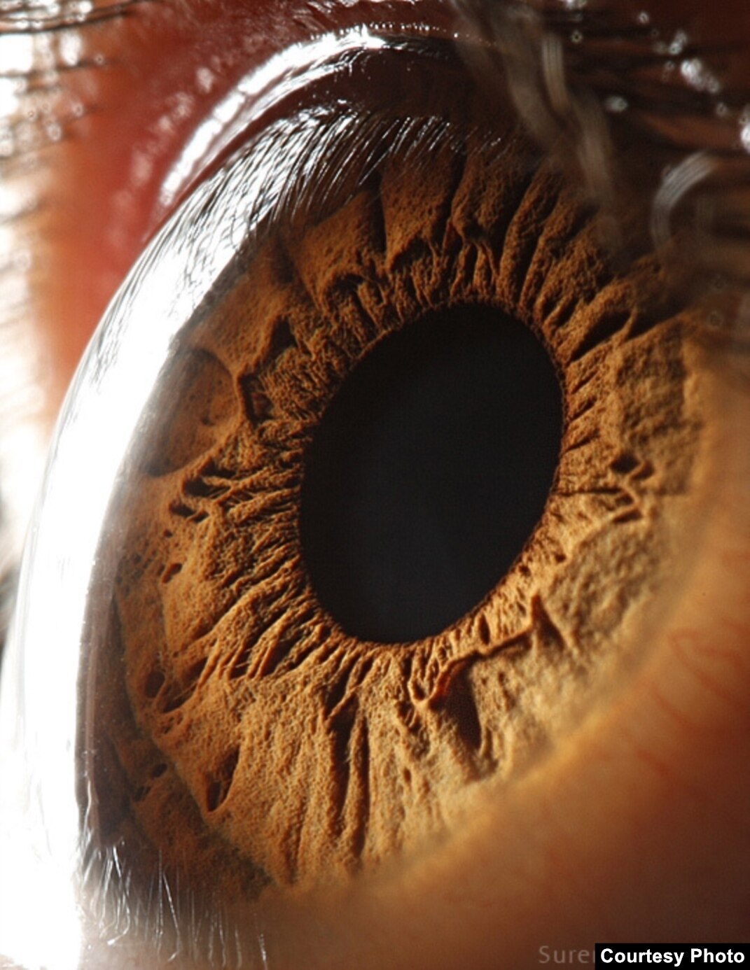 The Eyes Have It: The Work Of Suren Manvelyan