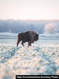 Зубр у Налібоцкай пушчы