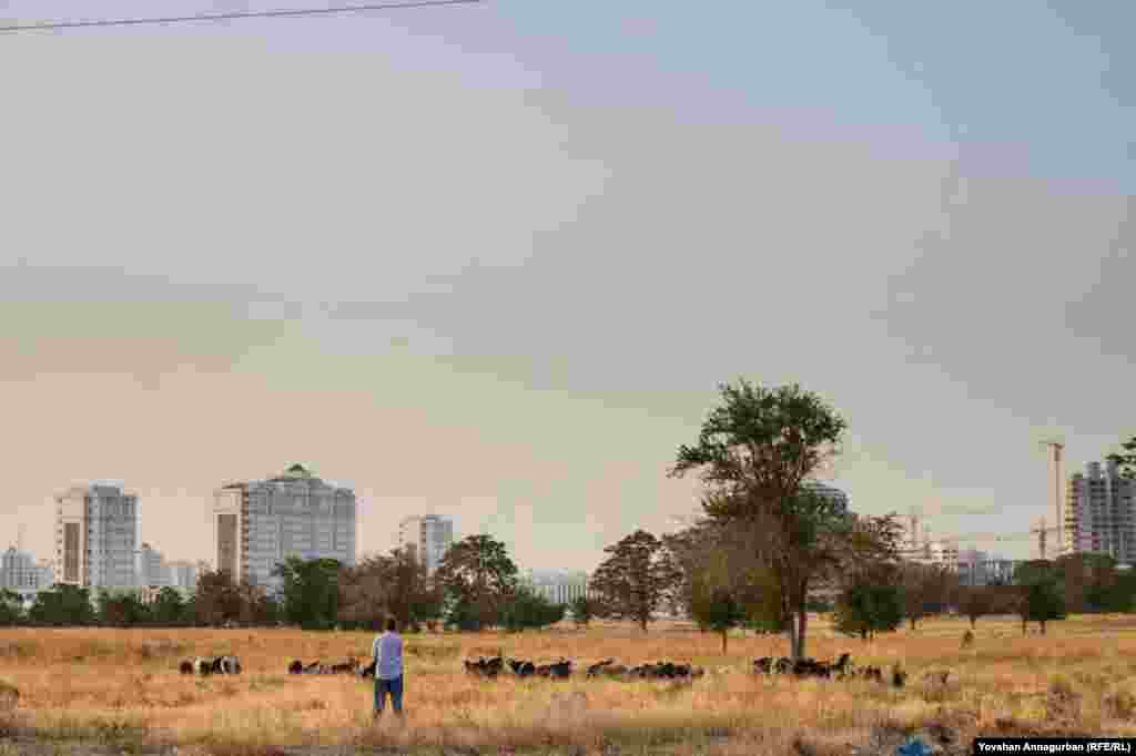 Old and new: A prestigious housing complex rises up behind a shepherd tending his sheep near the Turkmen capital Ashgabat. Many people still depend on livestock to survive, much as they did during Soviet times.