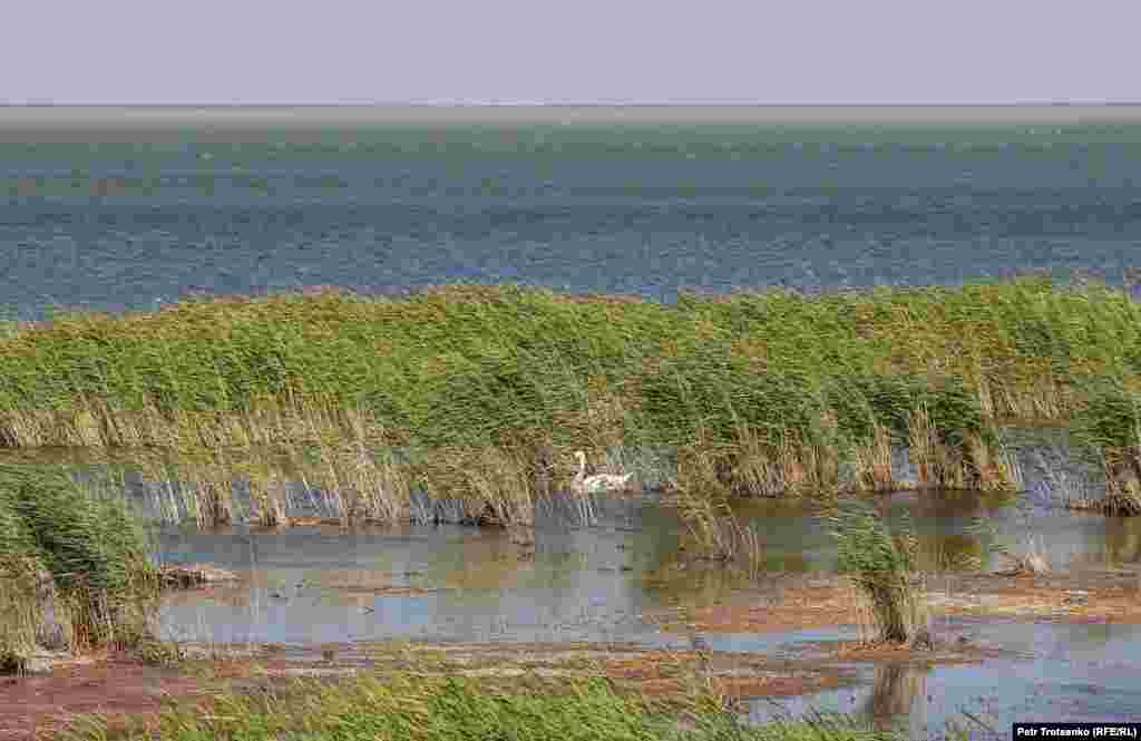 Озеро Тенгиз в Коргалжынском заповеднике, у северных берегов которого пасутся сайгаки.
