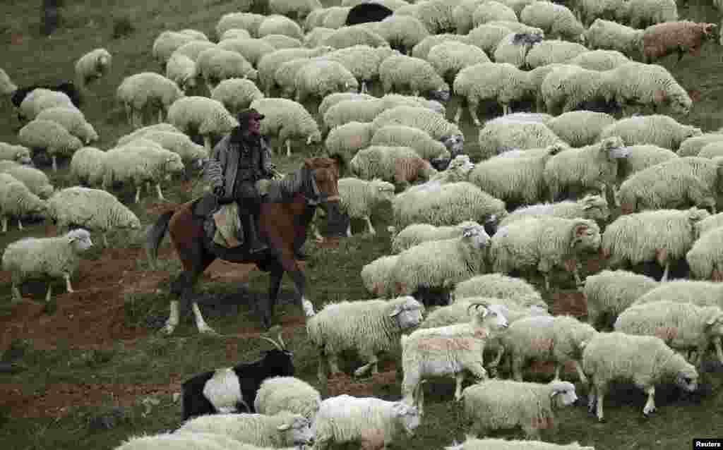 На пастбищах пастухов ждет тяжелая ежедневная работа.