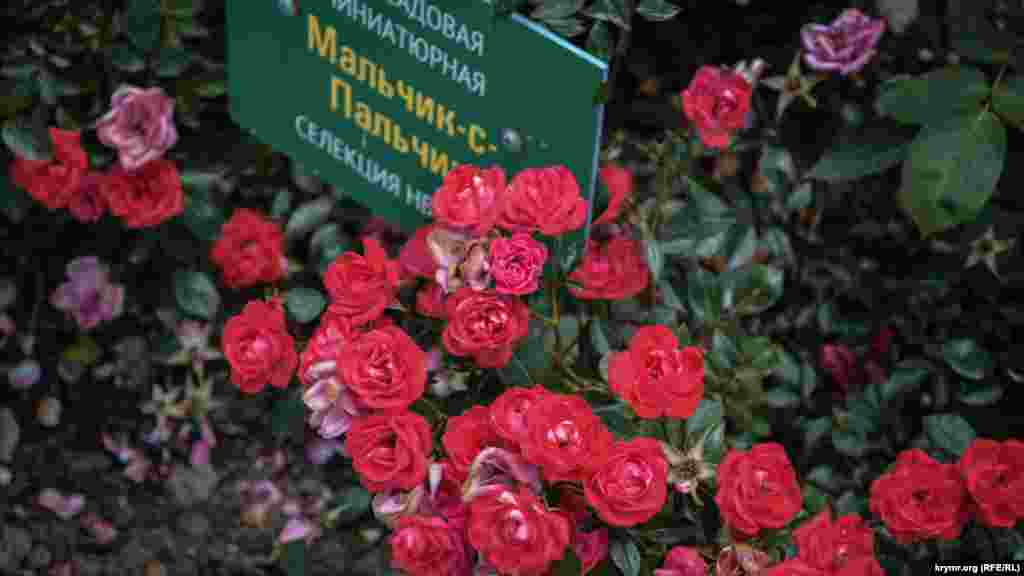Миниатюрные мелкоцветковые розы &laquo;Мальчик-с-пальчик&raquo;