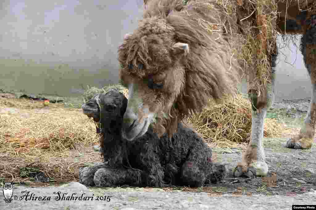 &laquo;بهار&raquo; پس از تولد