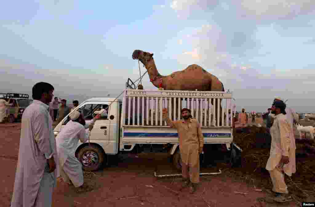 Mal bazardan gurbanlyk üçin satyn alnan düýäni ulaga ýükleýän adamlar. &nbsp;Pakistan. (Reuters/Faisal Mahmood)