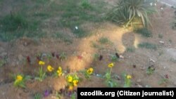 Uzbekistan - flowers