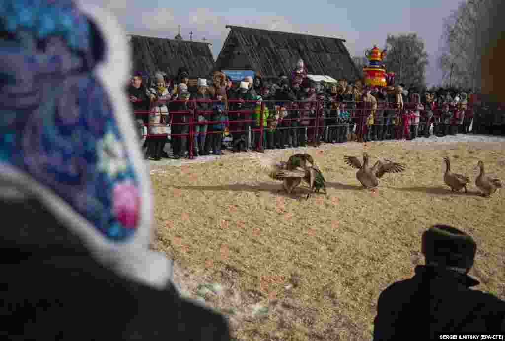 A goose fight in progress.