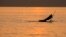 HUNGARY A person paddles an SUP Board during sunset at the Lake Balaton in Fonyod, July 27, 2021