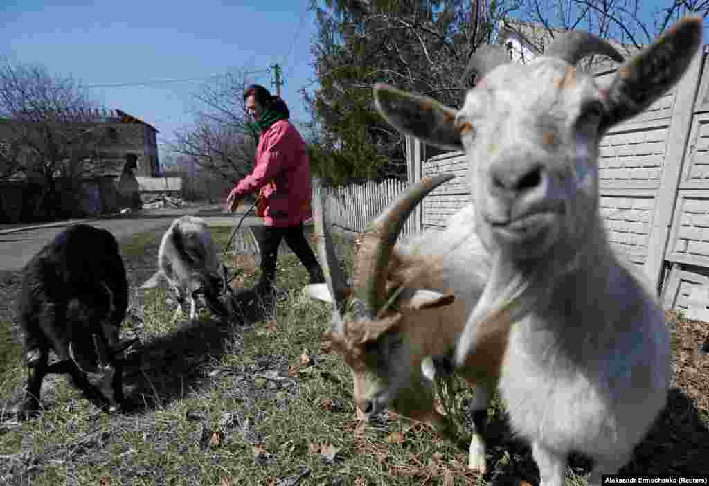 A woman grazes goats near her house in the separatist-controlled city of Donetsk, Ukraine. (Reuters/Alexander Ermochenko)