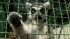 Animals 'Nervous' At Ukrainian Zoo As Russian Army Draws Near