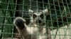 Animals 'Nervous' At Ukrainian Zoo As Russian Army Draws Near