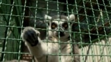 Animals 'Nervous' At Ukrainian Zoo As Russian Army Draws Near