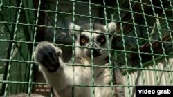 SÂMBĂTĂ Animalele de la o grădina zoologică ucraineană sunt din ce în ce mai agitate pe măsură ce se apropie armata rusă 