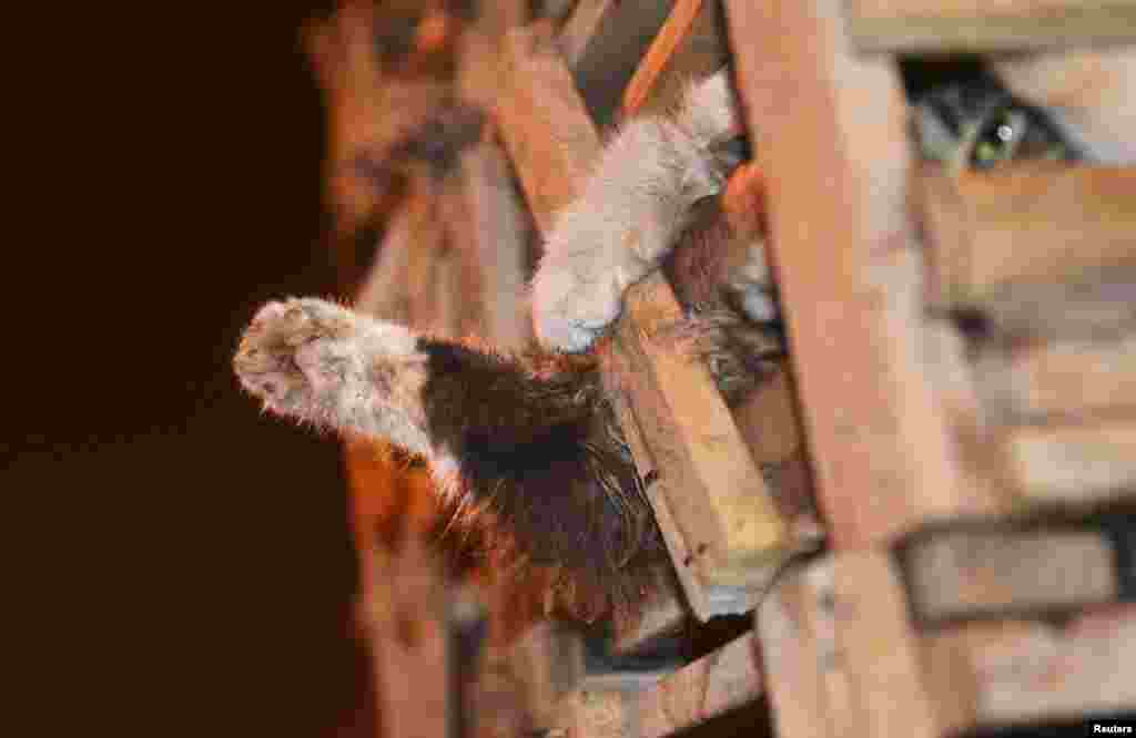 &nbsp;نجات ۱۰۰۰ گربه در راه آشپزخانه