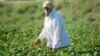 Majlis Podcast: Is There Less Forced Labor Now In Uzbekistan's Cotton Fields?